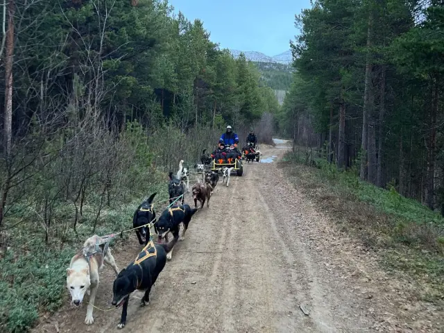 ฮัสกี้ลากรถล้อ Dog Sledding on Wheels หุบเขา Skibotn ช่วงก่อนหิมะ