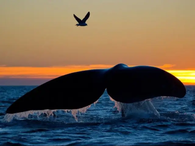 ชมวาฬแถบเทือกเขาลิงเงน Whale Experience - Lyngen Alps จาก Nord-Lenangen