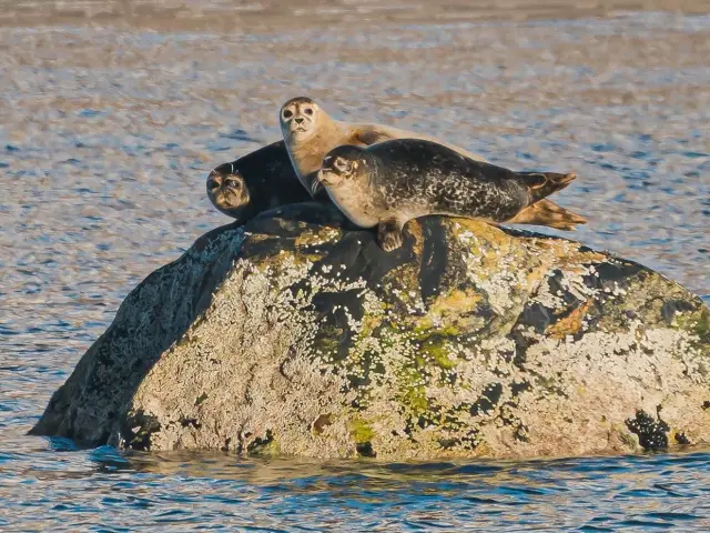 ล่องเรือฟยอร์ดอาร์กติกด้วยเรือไฟฟ้าไฮบริด แวะหมู่บ้านประมงเก่า Rya Arctic Fjord Cruise