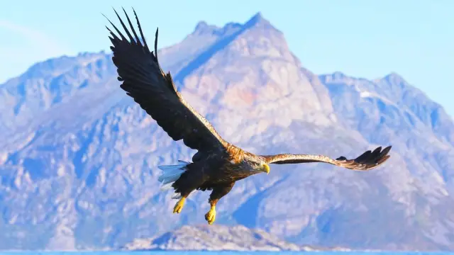 ล่องเรือส่วนตัวชมสัตว์ป่าและฟยอร์ดรอบเกาะควาลอยยา Wildlife Fjord Cruise Private