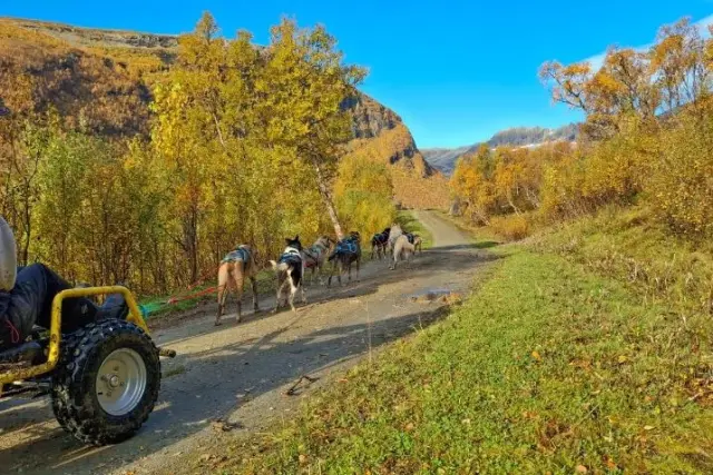 เลื่อนสุนัขแบบรถล้อ Dog Sledding with Wagon on Kvaløya เฉพาะเดือนตุลาคม
