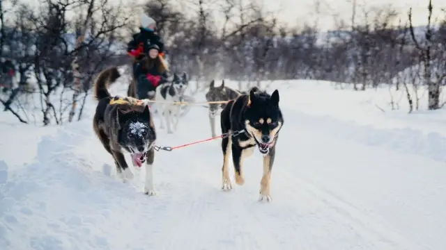 ขับเลื่อนสุนัขรอบกลางวัน Daytime Dog Sledding in Skibotn Valley จากทรอมโซ