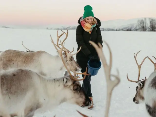 ป้อนอาหารเรนเดียร์ฝูง 300 ตัวและวัฒนธรรมซามี Reindeer Feeding ทรอมโซ