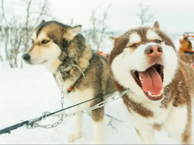 นั่งเลื่อนสุนัขบนเกาะควาลอยยา Dog Sledding in Tromsø ไปกับผู้ประสานงานทุกคัน