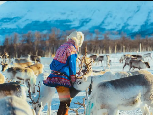 ป้อนเรนเดียร์ทัวร์สั้นช่วงสาย Reindeer Short Tour ที่ Breivikeidet