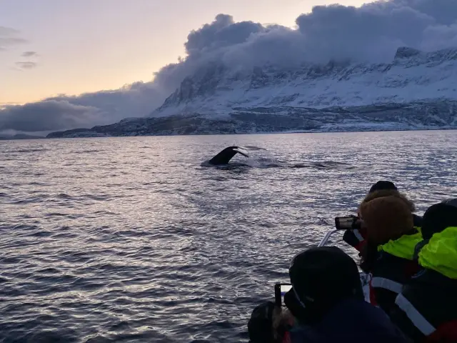 ล่าวาฬด้วยเรือเร็ว RIB Whale Safari จาก Skjervøy กลุ่มเล็ก