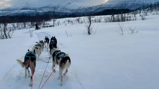 เลื่อนสุนัขเต็มวันริมทะเลสาบ Dog Sledding Day Trip ที่ Jægervatnet